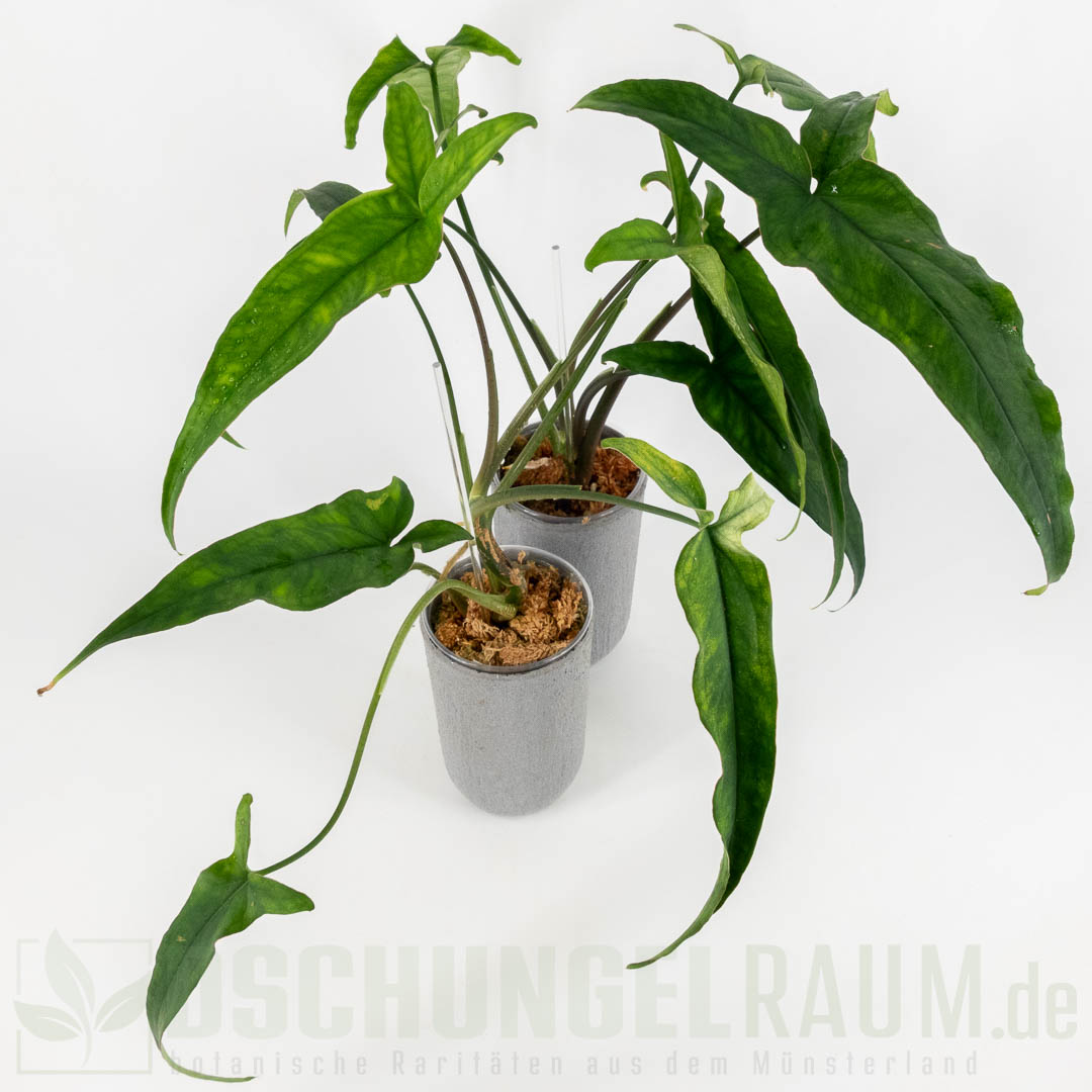 Syngonium lance leaf