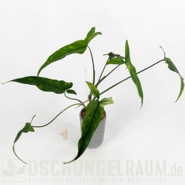 Syngonium lance leaf