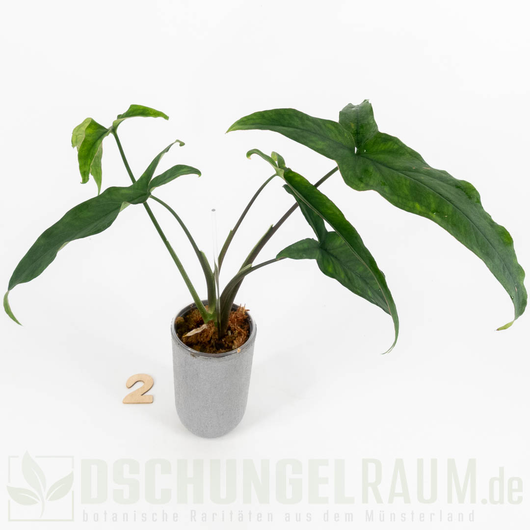 Syngonium lance leaf