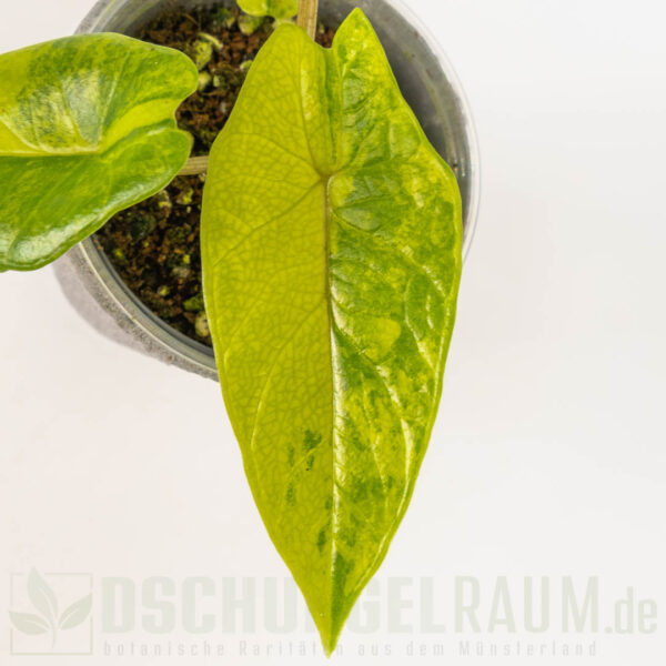 Alocasia scalprum aurea variegata