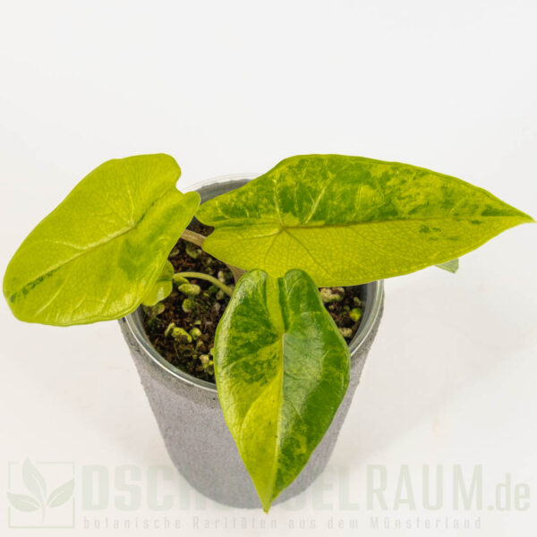 Alocasia scalprum aurea variegata