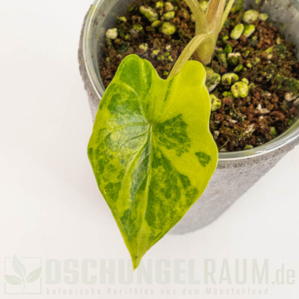 Alocasia scalprum aurea variegata, high grade #02 – Bild 3