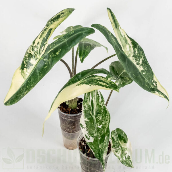 Alocasia longiloba albo variegata