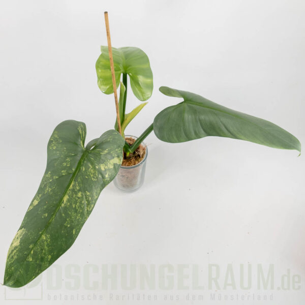Philodendron hastatum silver sword variegata