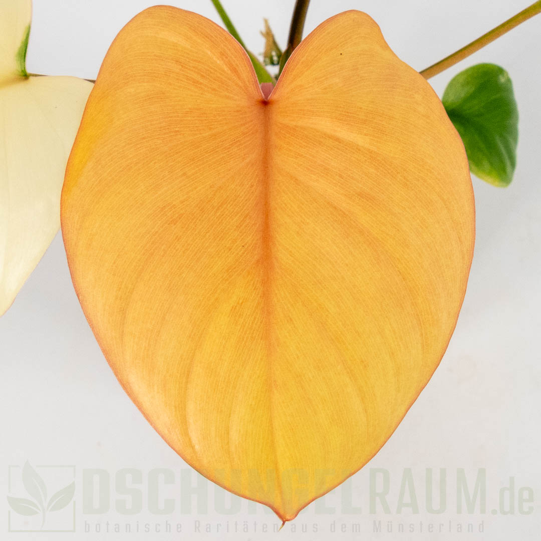Homalomena rubescens peach variegata