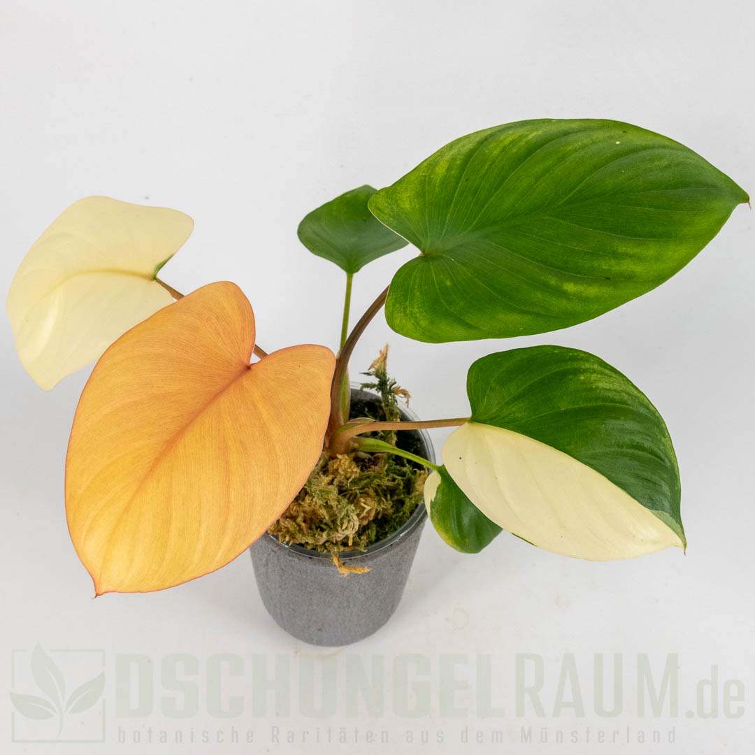 Homalomena rubescens peach variegata
