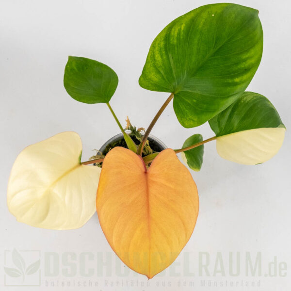 Homalomena rubescens peach variegata