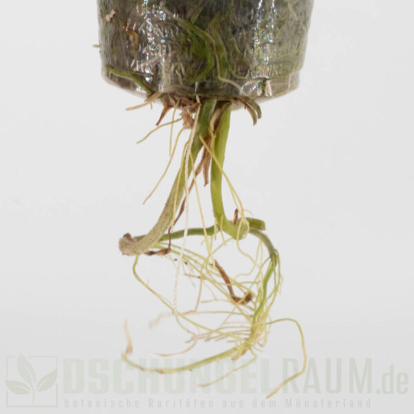 Homalomena rubescens peach variegata, sehr selten #01 – Bild 4