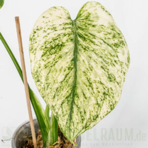 Monstera white monster Denser