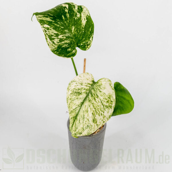 Monstera white monster Denser