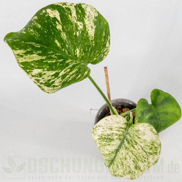 Monstera white monster Denser