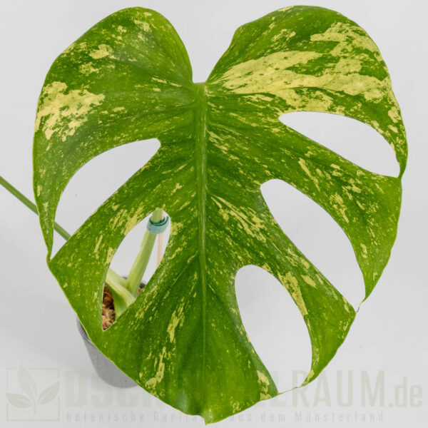 Monstera White Monster