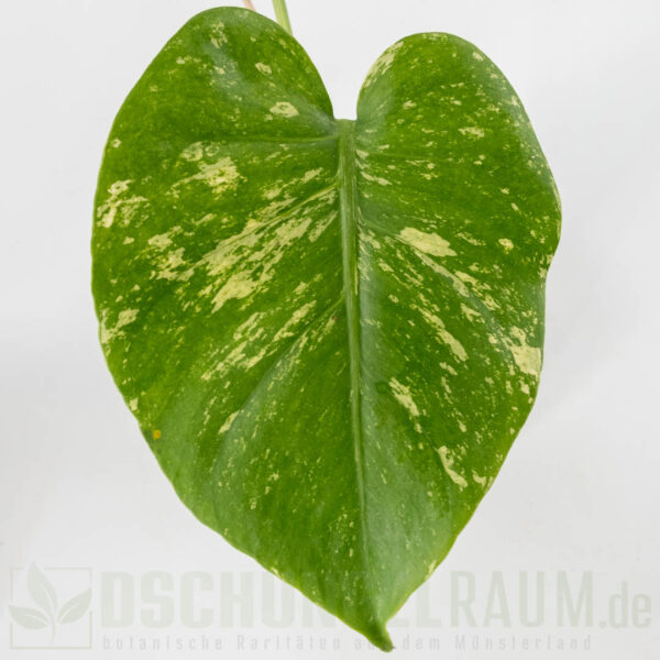 Monstera White Monster, LF, sehr selten weil no TC #05 – Bild 2