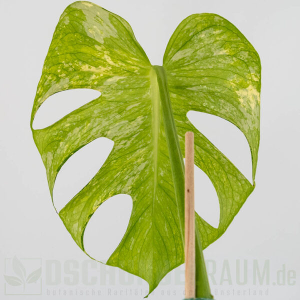 Monstera White Monster, LF, sehr selten weil no TC #05 – Bild 3