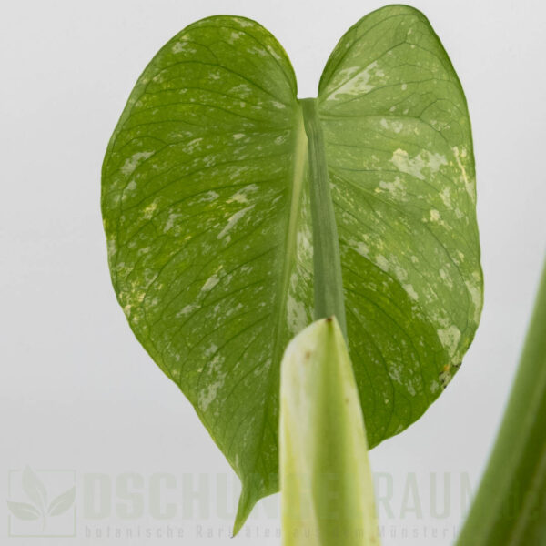 Monstera White Monster, LF, sehr selten weil no TC #05 – Bild 4