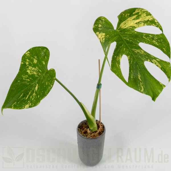 Monstera White Monster