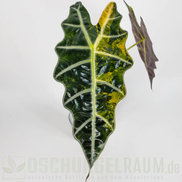 Alocasia sanderiana bull aurea variegata