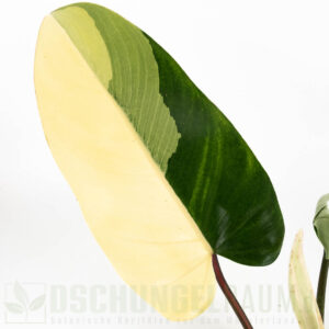 Philodendron red congo variegata