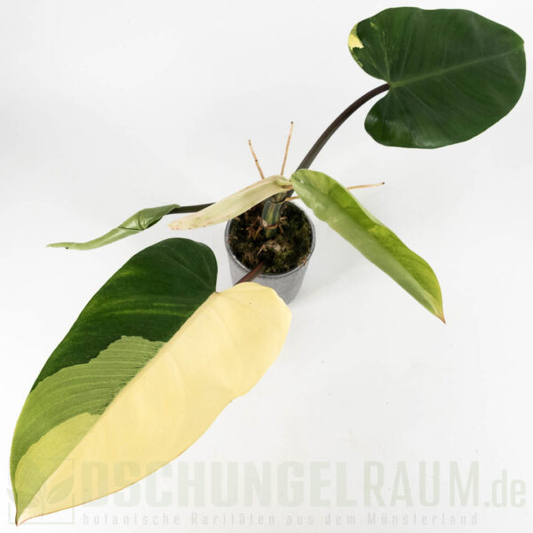 Philodendron red congo variegata