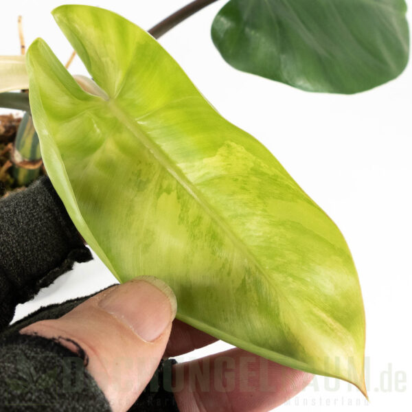 Philodendron red congo variegata, L-XL, sehr selten, high grade #02 – Bild 3