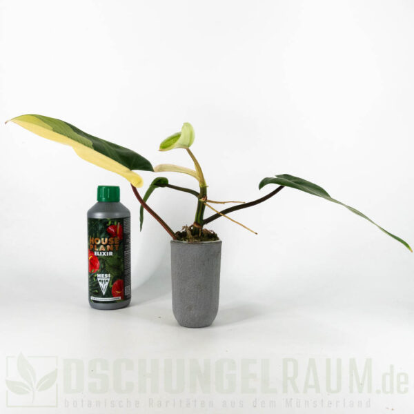 Philodendron red congo variegata, L-XL, sehr selten, high grade #02 – Bild 4