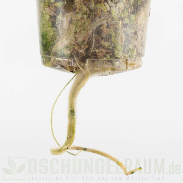 Philodendron red congo variegata, L-XL, sehr selten, high grade #02 – Bild 5