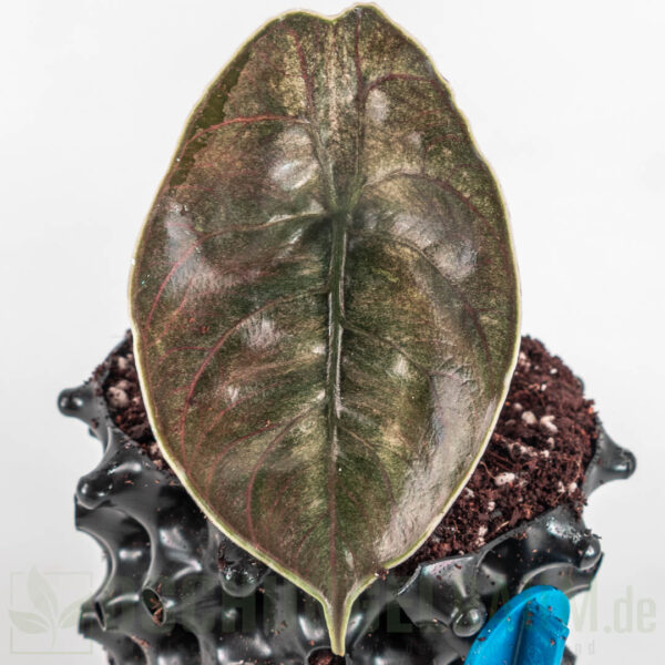 Alocasia azlanii red mambo variegata