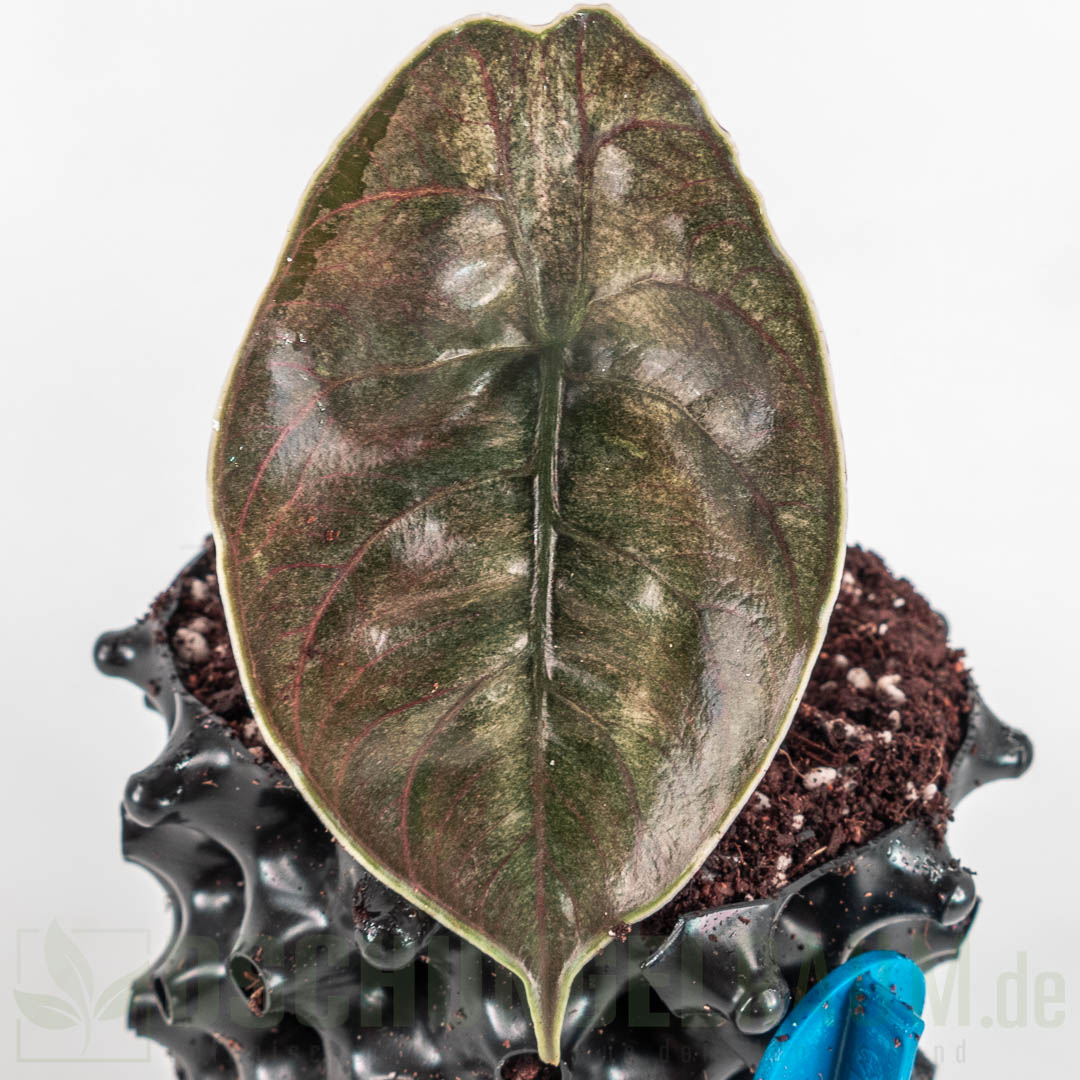 Alocasia azlanii red mambo variegata