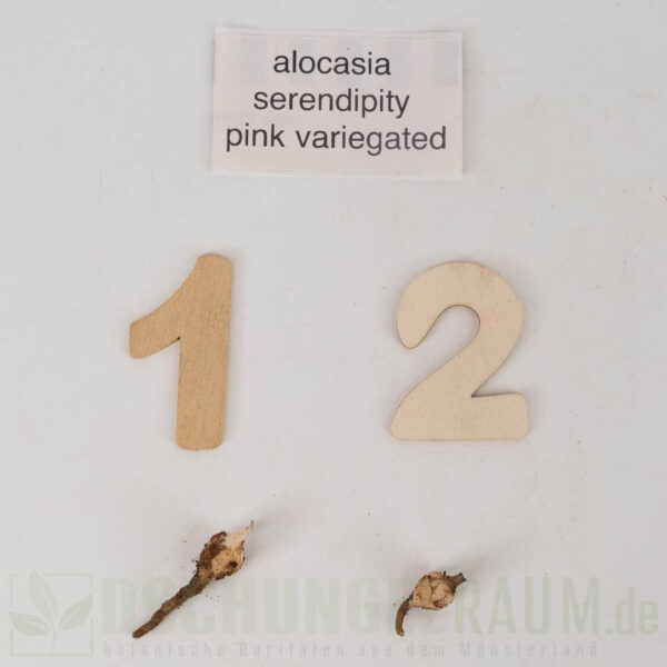 Rhizome: Alocasia serendipity pink variegata, high grade, #01 – Bild 2