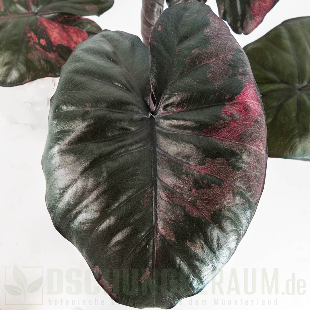 Alocasia serendipity pink variegata