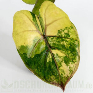 Alocasia yucatan princess aurea variegata