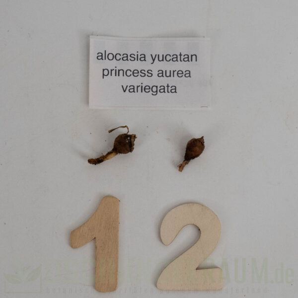 Rhizome: Alocasia yucatan princess aurea variegata, selten #01 – Bild 2