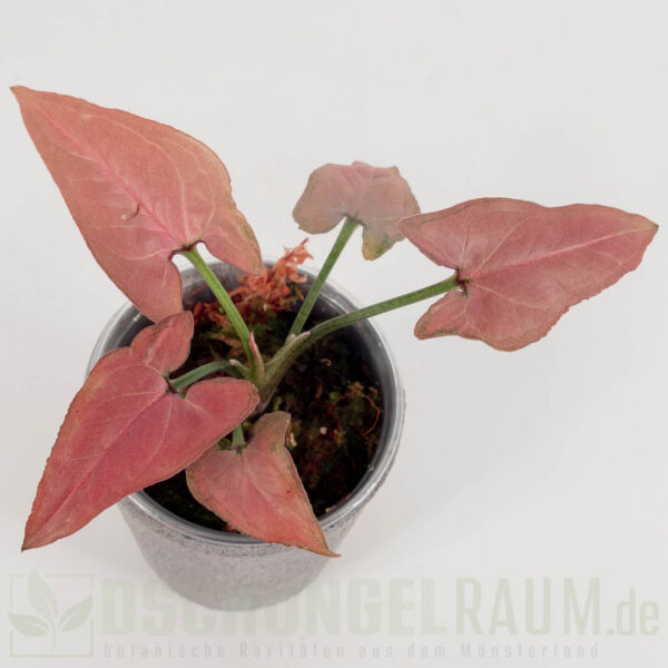 Syngonium raspberry pink, selten #07 – Bild 2