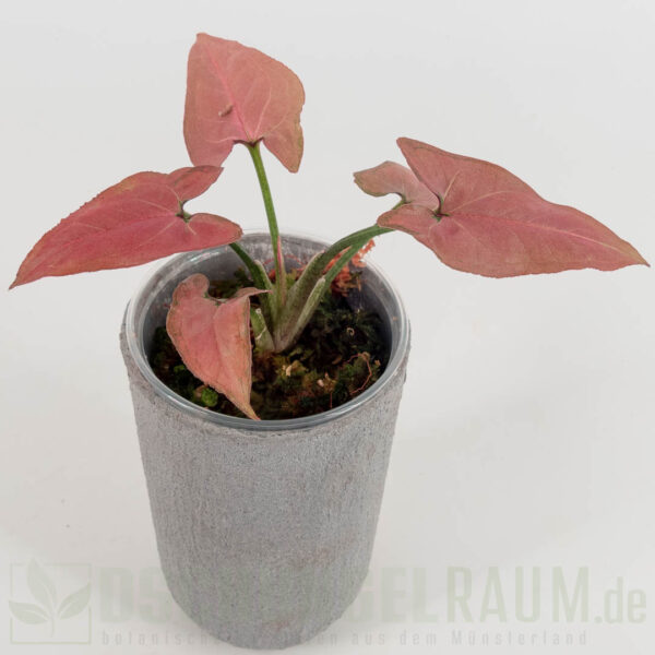 Syngonium raspberry pink