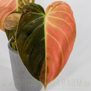 Philodendron