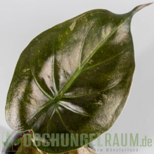 Alocasia wentii variegata