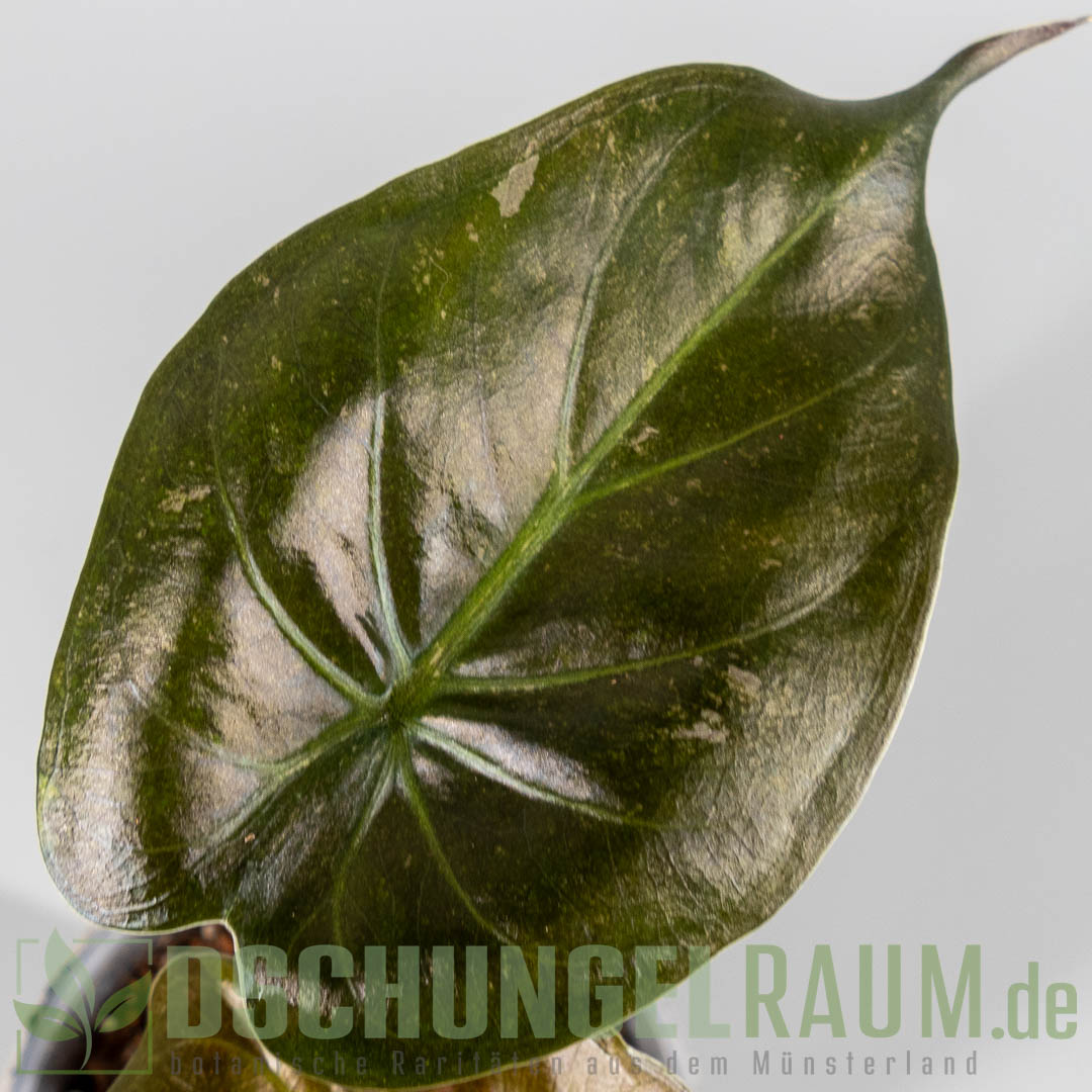 Alocasia wentii variegata