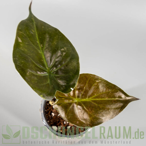 Alocasia wentii variegata