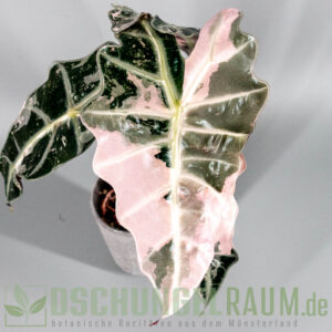 Alocasia polly Snowflake
