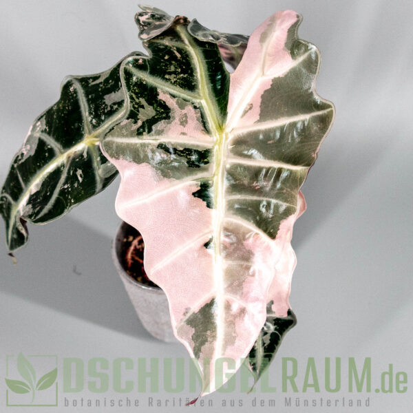 Alocasia polly Snowflake