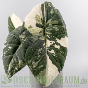 Alocasia maharani albo variegata