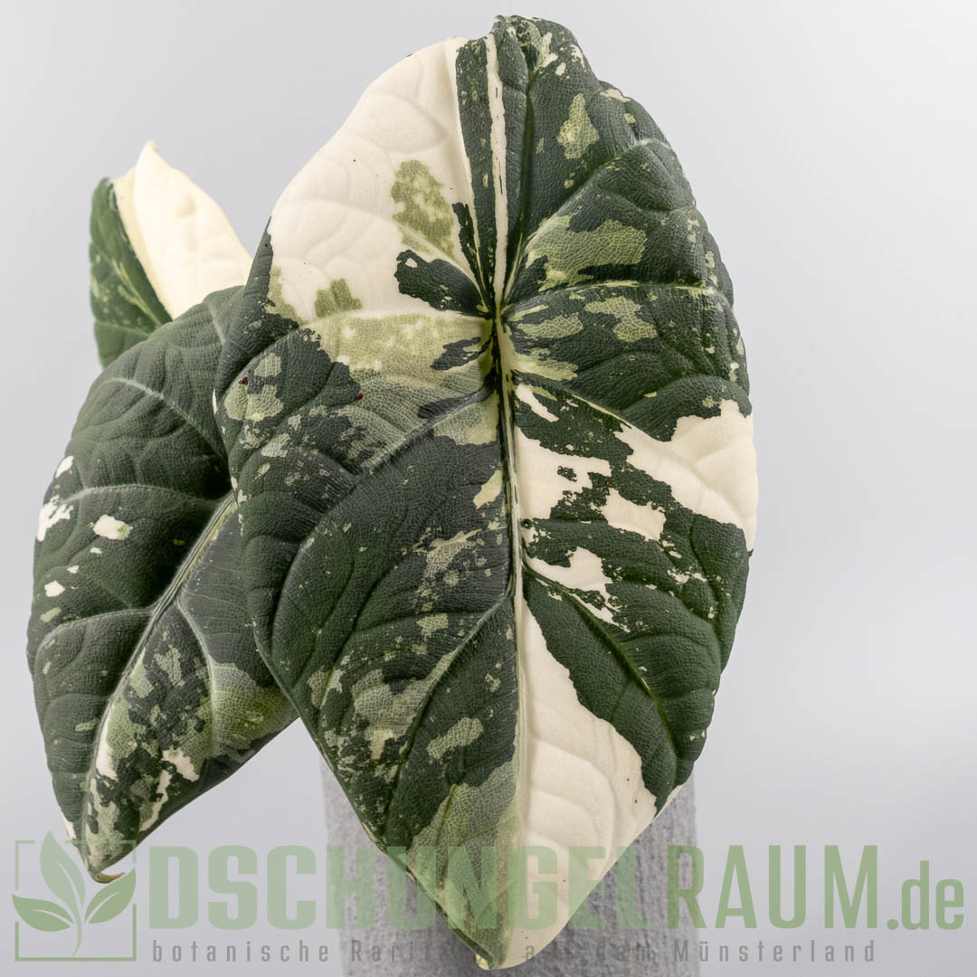 Alocasia maharani albo variegata