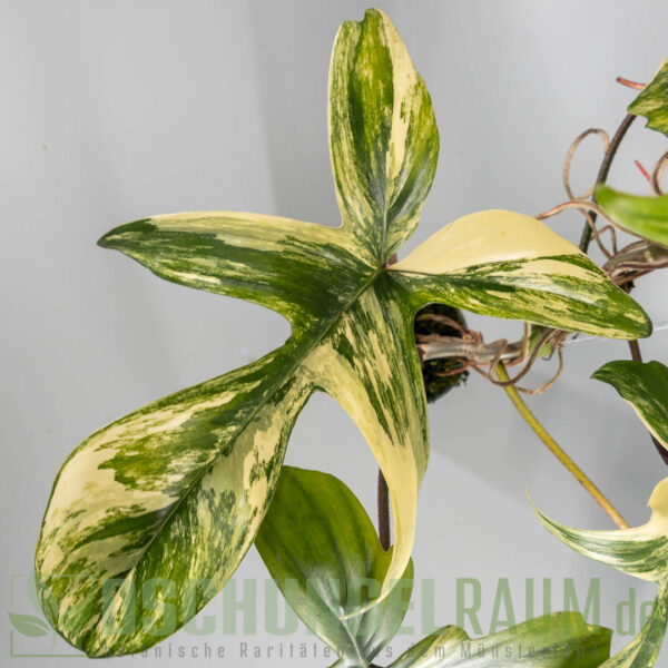 Philodendron florida beauty