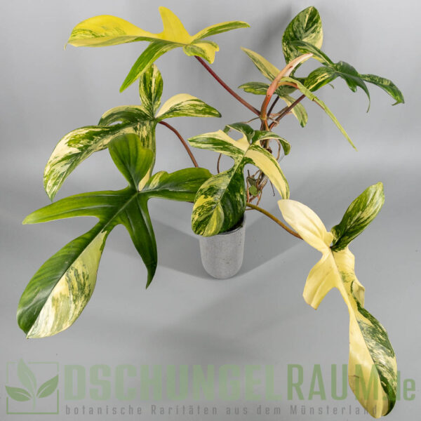 Philodendron florida beauty