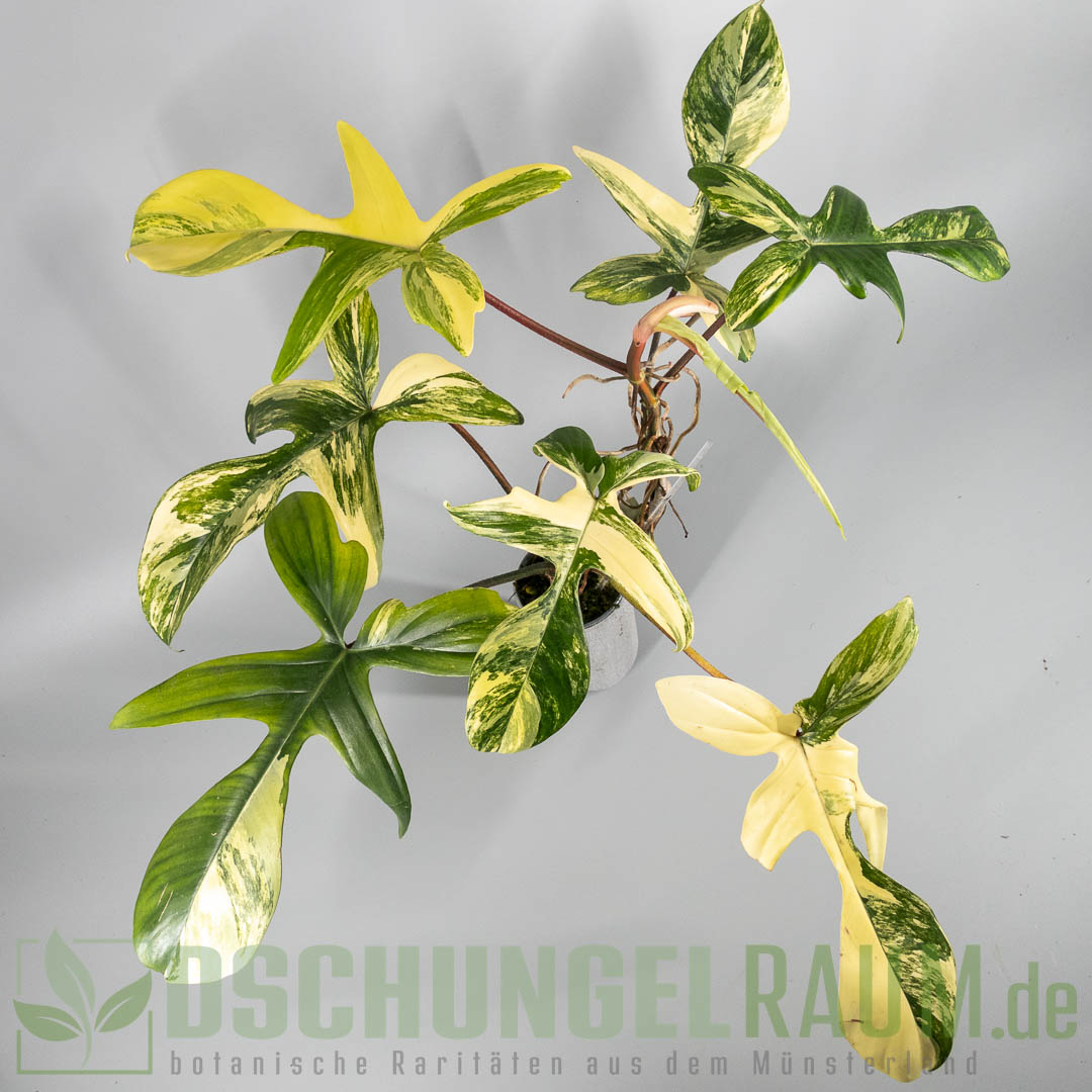 Philodendron florida beauty