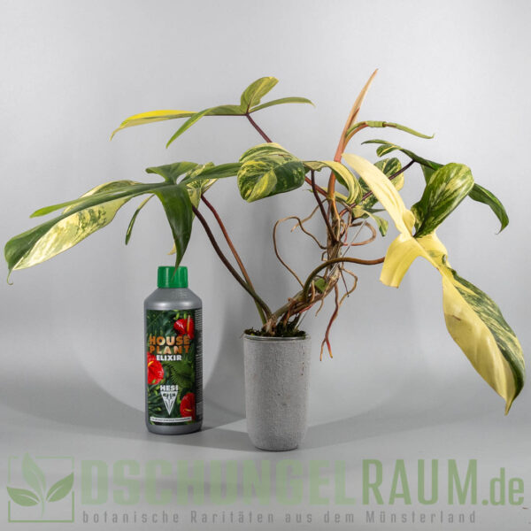 Philodendron florida beauty