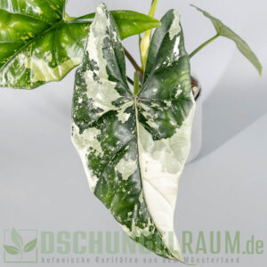 Rhizome: Alocasia simpo albo variegata, highest grade, sehr selten #04