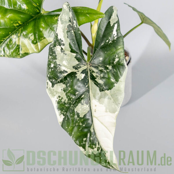 Rhizome: Alocasia simpo albo variegata, highest grade, sehr selten #04