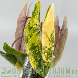 Rhizome: Alocasia scalprum aurea variegata #01