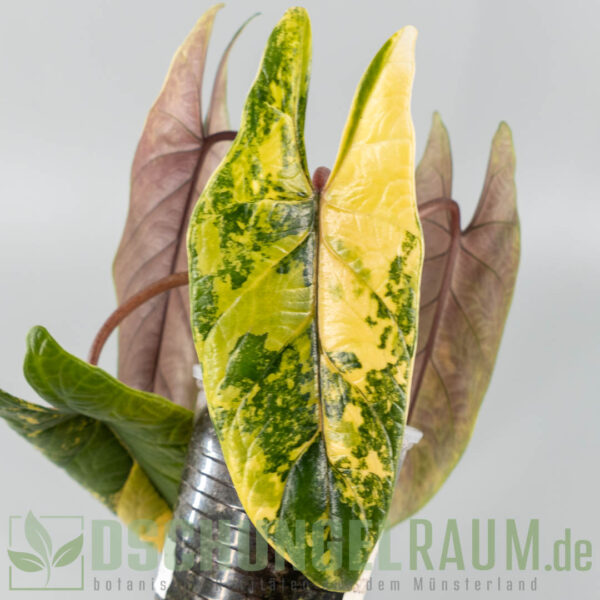 Rhizome: Alocasia scalprum aurea variegata #01